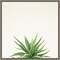 Succulent Simplicity I Neutral by Felicity Bradley 16-in. W x 16-in. H. Canvas Wall Art Print Framed in Grey
